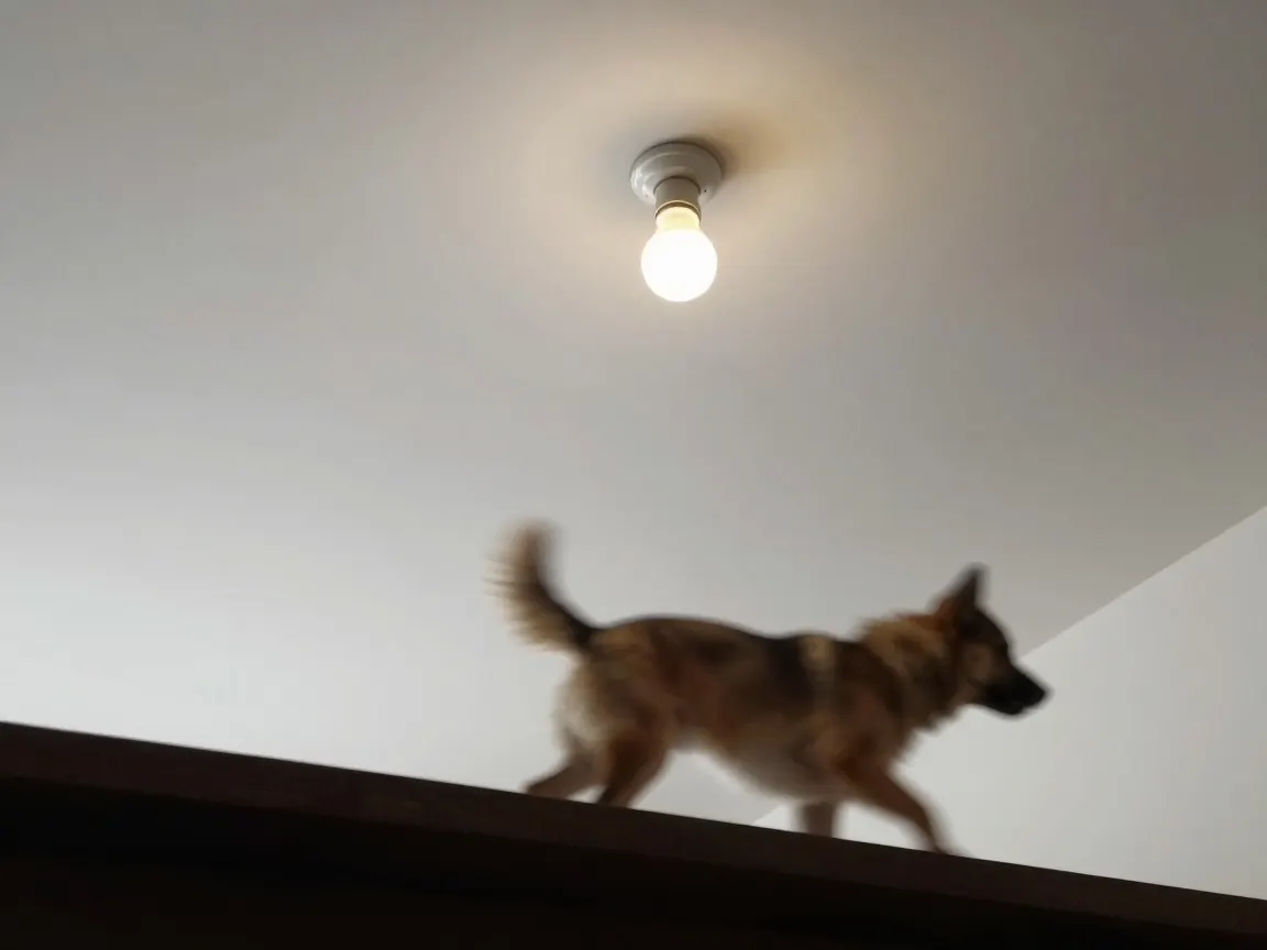 Blurred dog walking below a bare ceiling bulb, frame tilted with most of it filled by ceiling